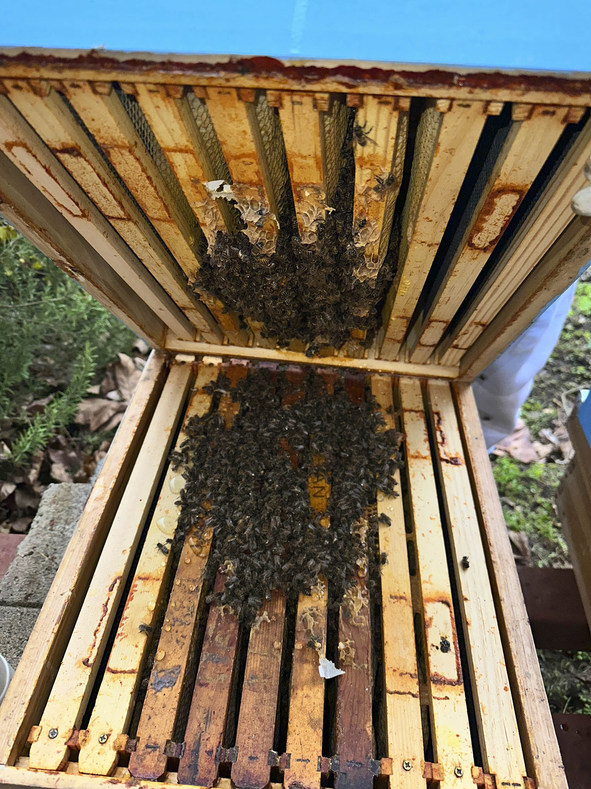 Weak colony in spring; photo by Charles vanden Heuvel