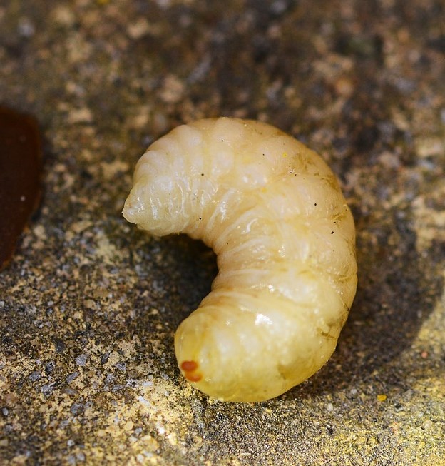 Worker larva; photo by BeeInformed