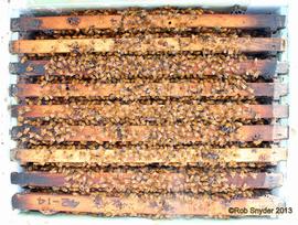  Proper bee spacing of comb frames; photo by Robert Snyder
