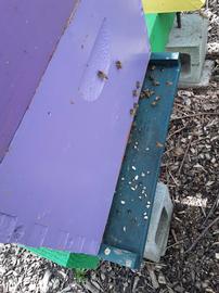  Chalkbrood mummies on landing board; photo by Dewey M. Caron
