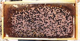  A spotty brood pattern; photo by Robert Snyder
