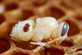  Varroa female mite on worker pupa; photo by Gilles San Martin
