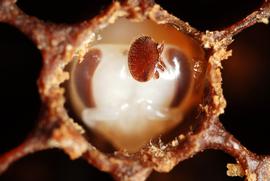  Varroa mite on head of worker pupa; photo by Gilles San Martin

