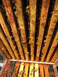  Numerous queen cups; photo by Charles Vanden Heuvel
