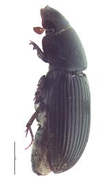   Ataenius  species; photo by E.L. Engasser 