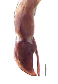   Hybosorus roei  male genitalia, lateral view of right side; photo by E.L. Engasser 