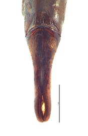   Onitis phartopus  male genitalia, dorsal view; photo by E.L. Engasser 