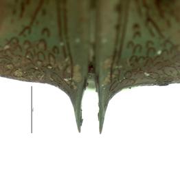   Protaetia fusca  male elytra spines; photo by E.L. Engasser 