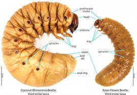   Protaetia orientalis  (Asian flower beetle) larva in comparison to  Oryctes rhinoceros  (coconut rhinoceros beetle); photo by M.L. Jameson 